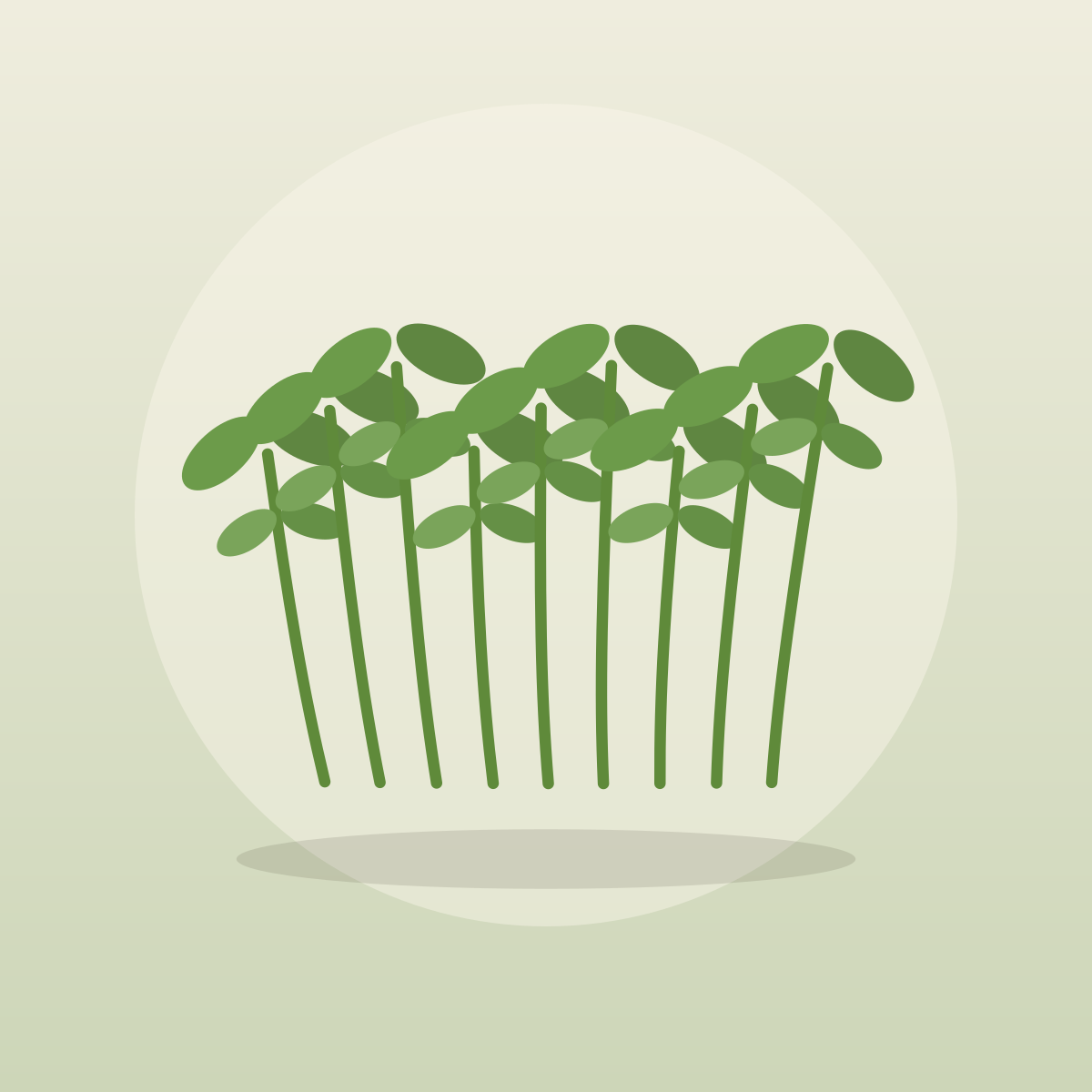 Pea Shoots