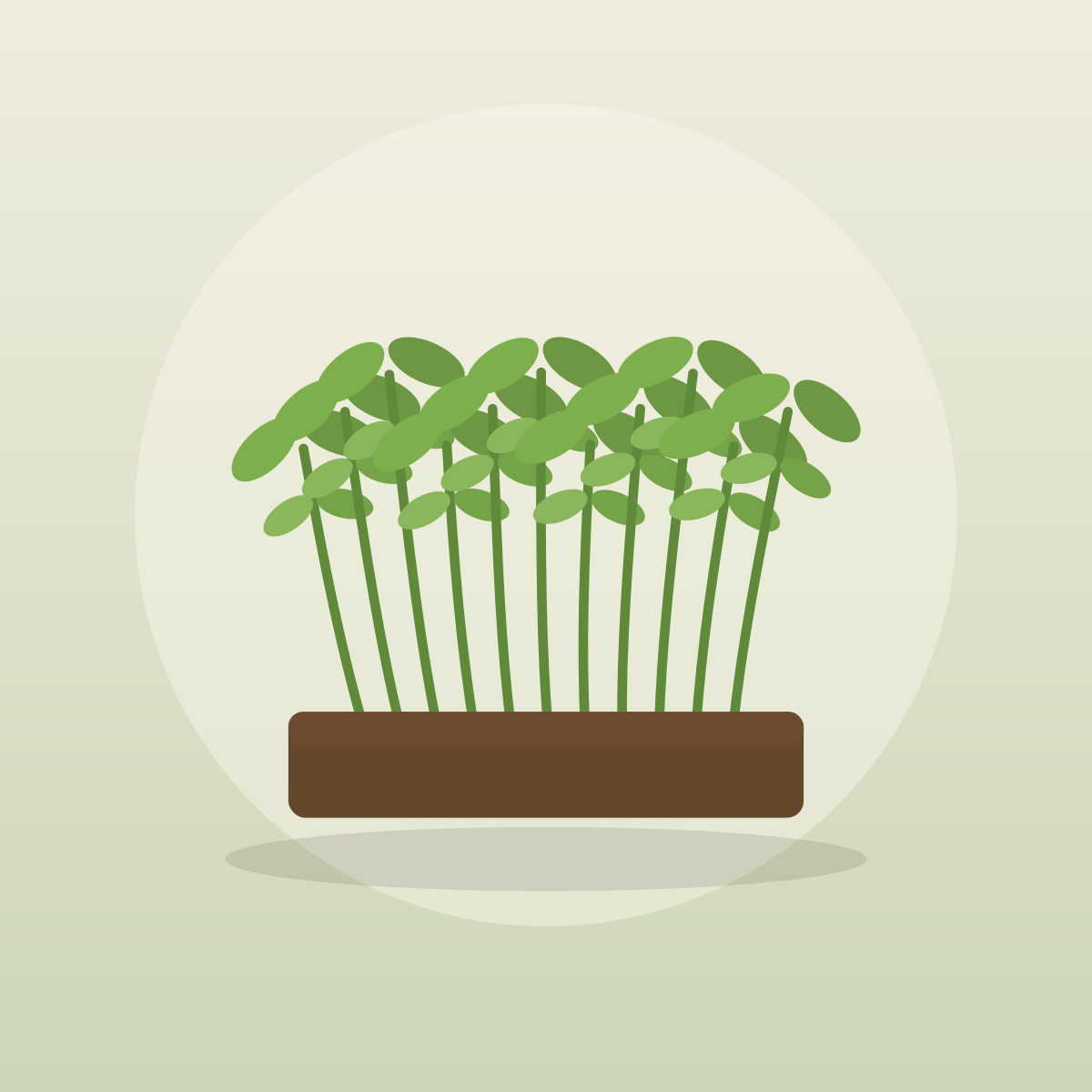 Sunflower Microgreens